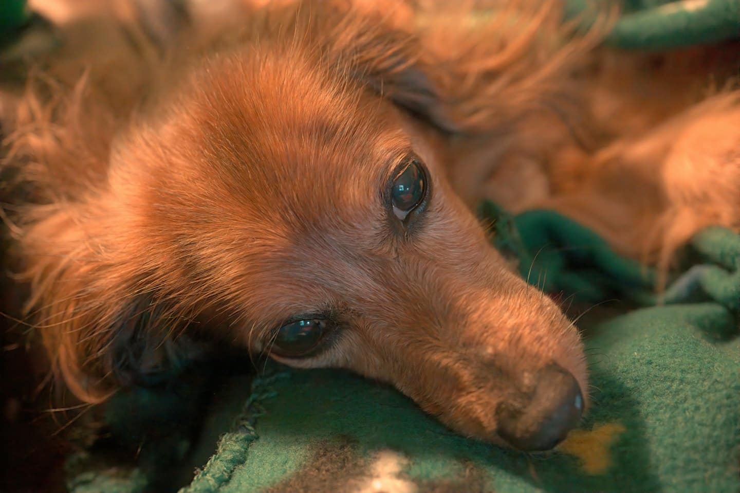 A long-haired dachshund rests its head on a green blanket.