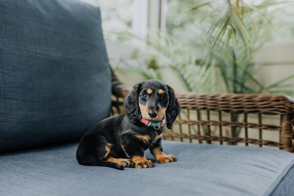Standard Smooth Dachshund Puppy - Black and Cream