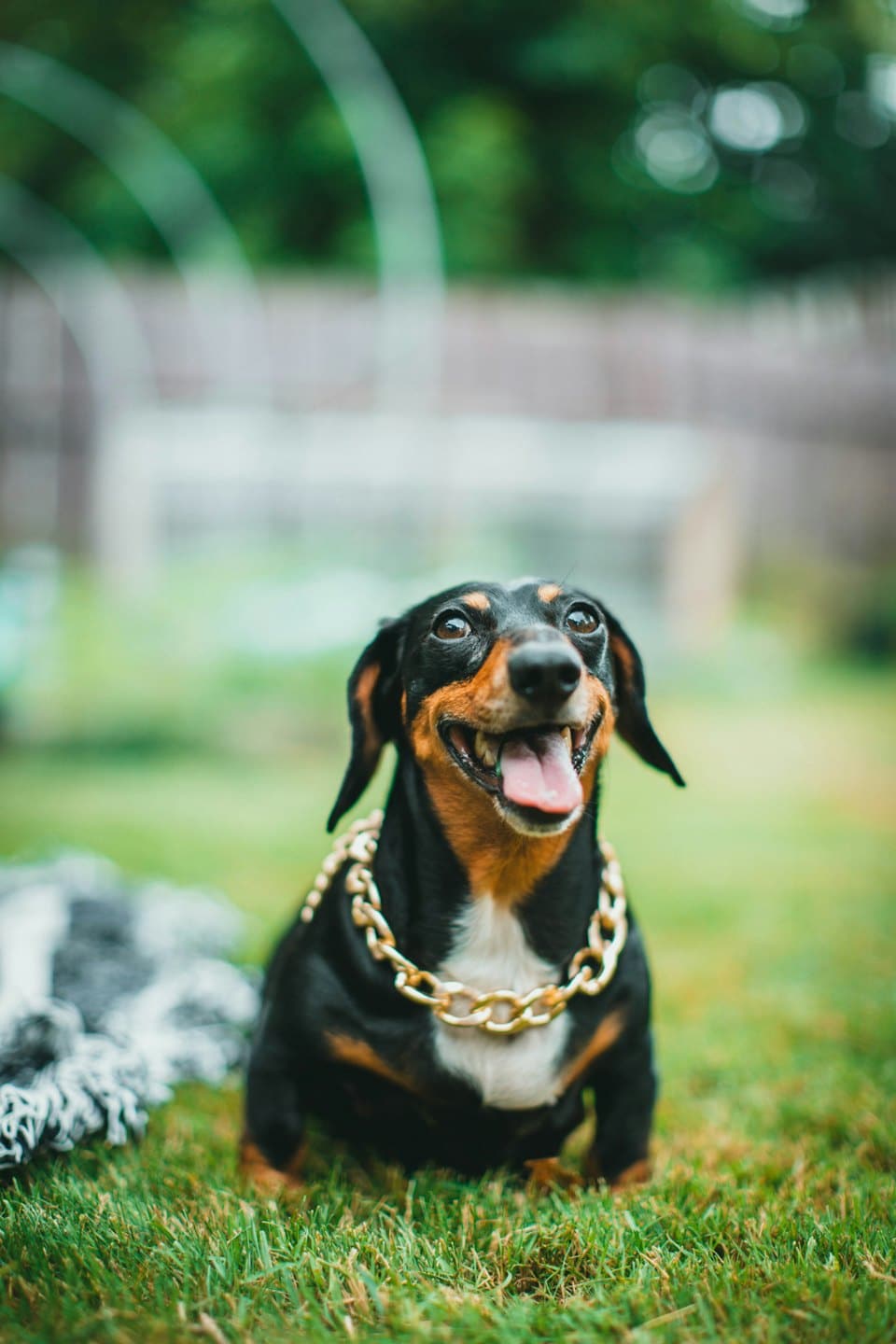 Dachshund wearing a gold chain sits on the grass.