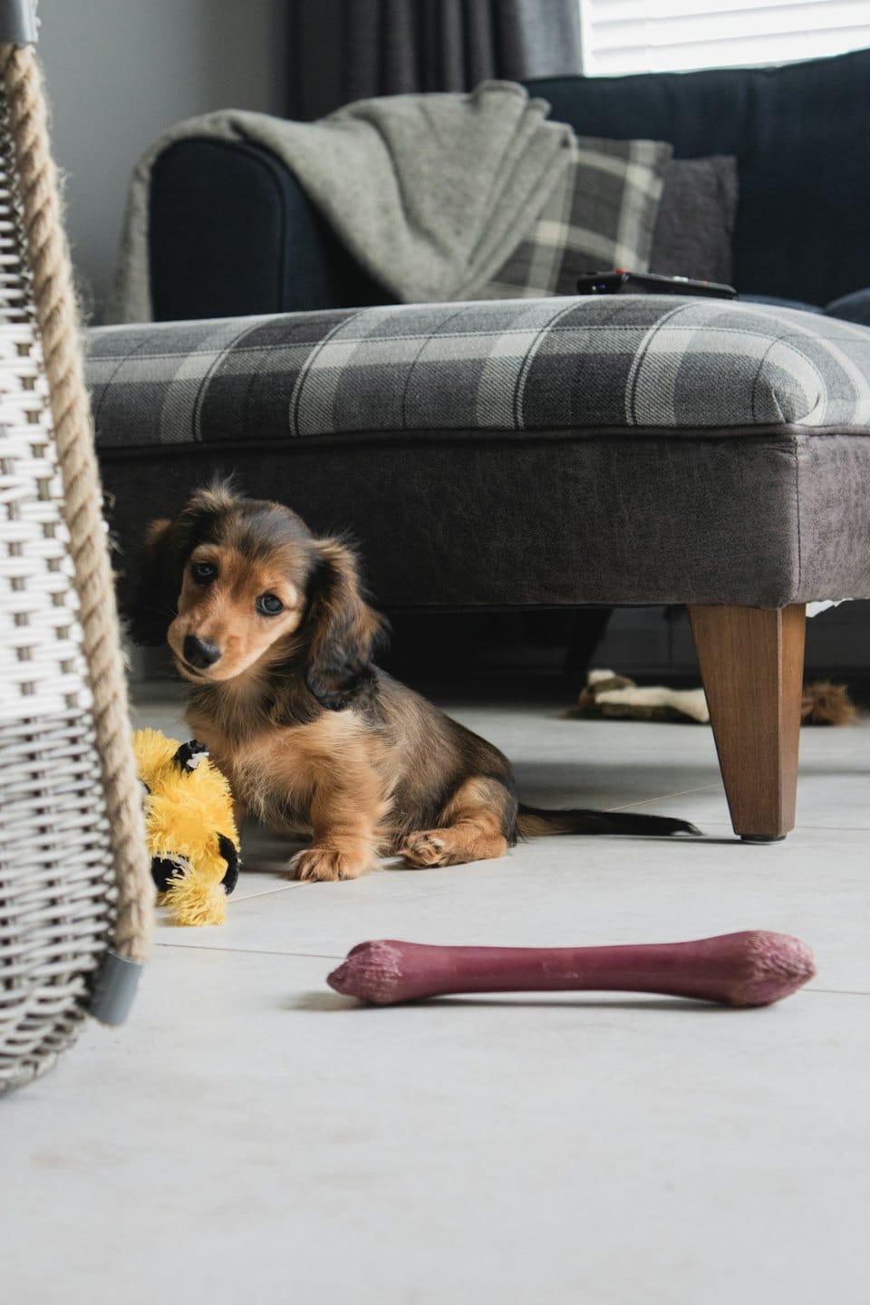 Brown and black long-haired dachshund puppy surrounded by toys on a floor.