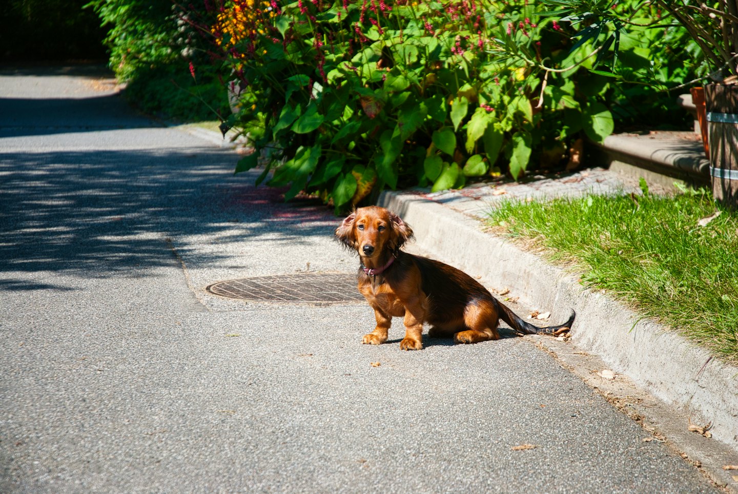 A long-haired dachshund sits on a grey asphalt path.