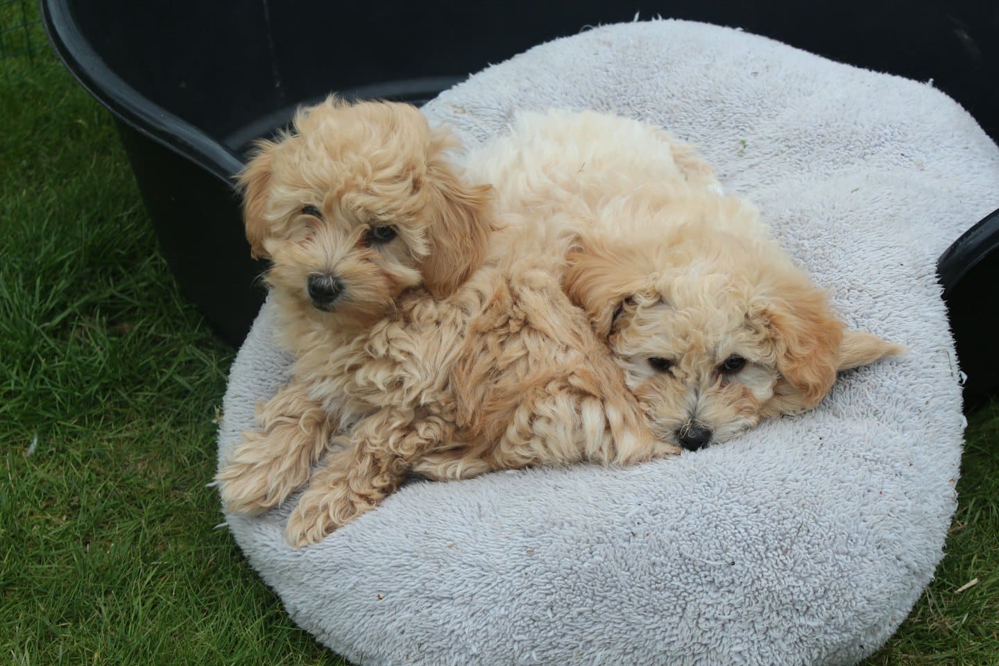 Two golden puppies cuddle together on a grey bed outdoors.