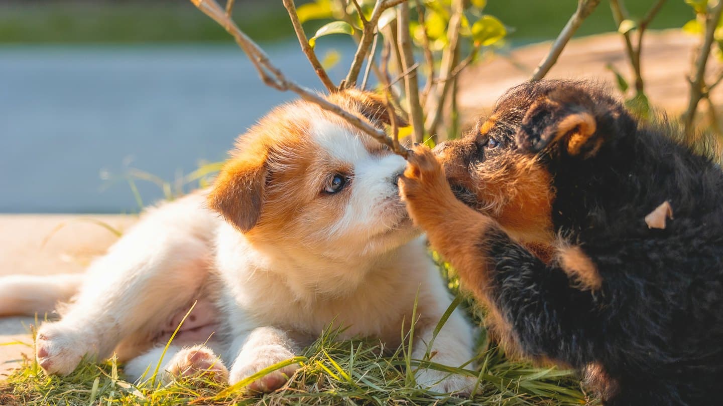 Two puppies play together with a stick in the grass.