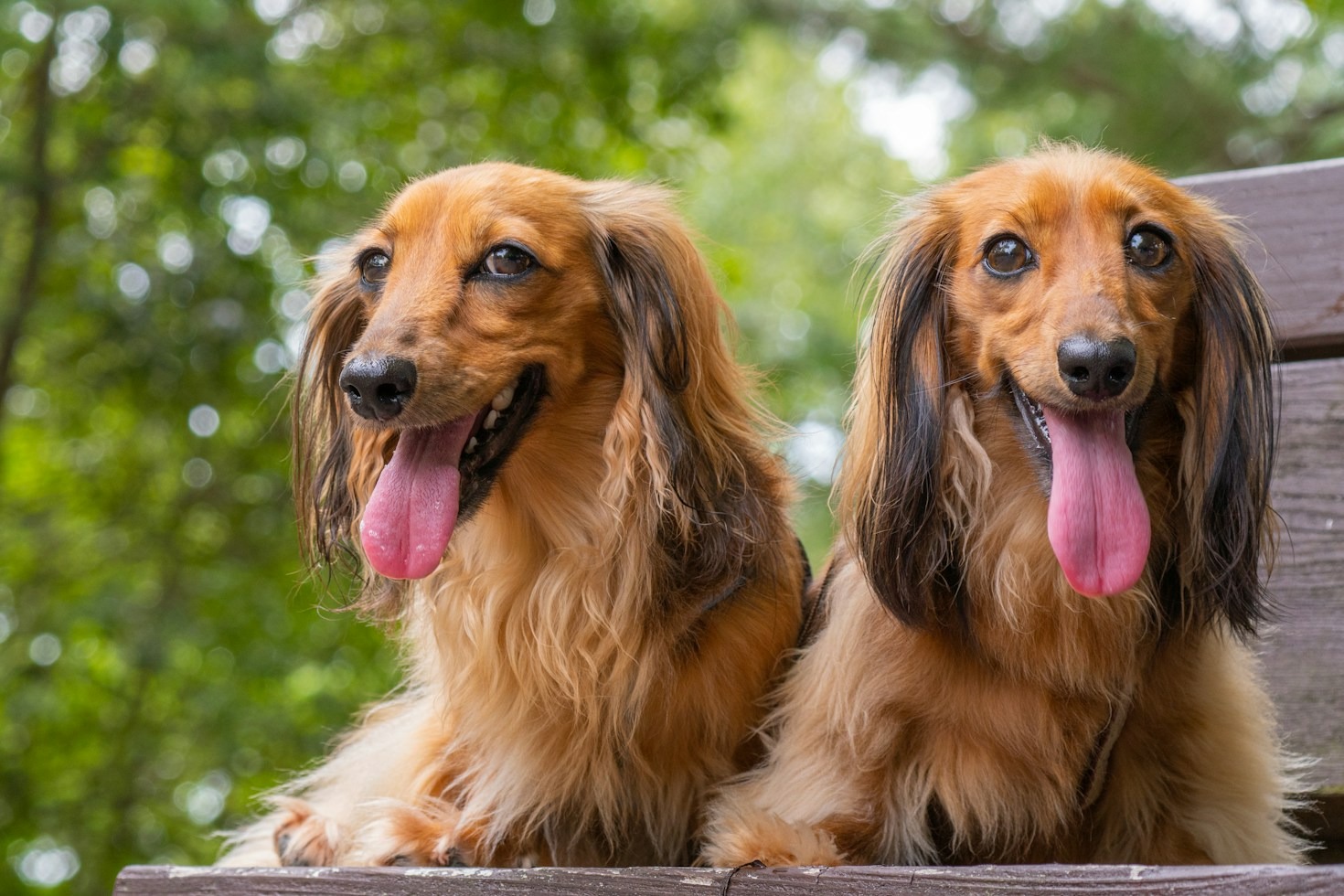 Everything You Need To Know About Bringing Home A Dachshund