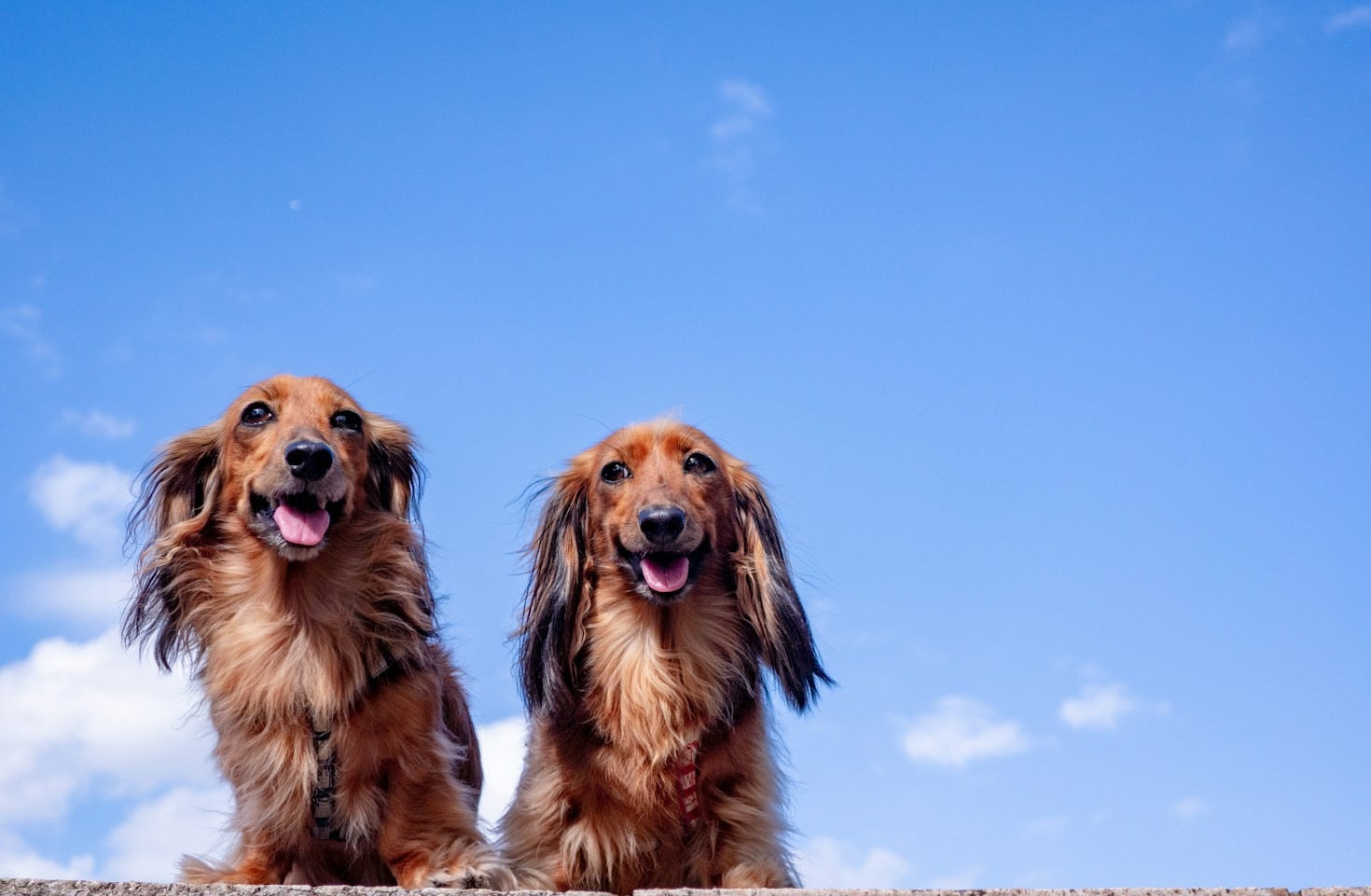The Complete Puppy Care Guide For First-Time Dachshund Owners
