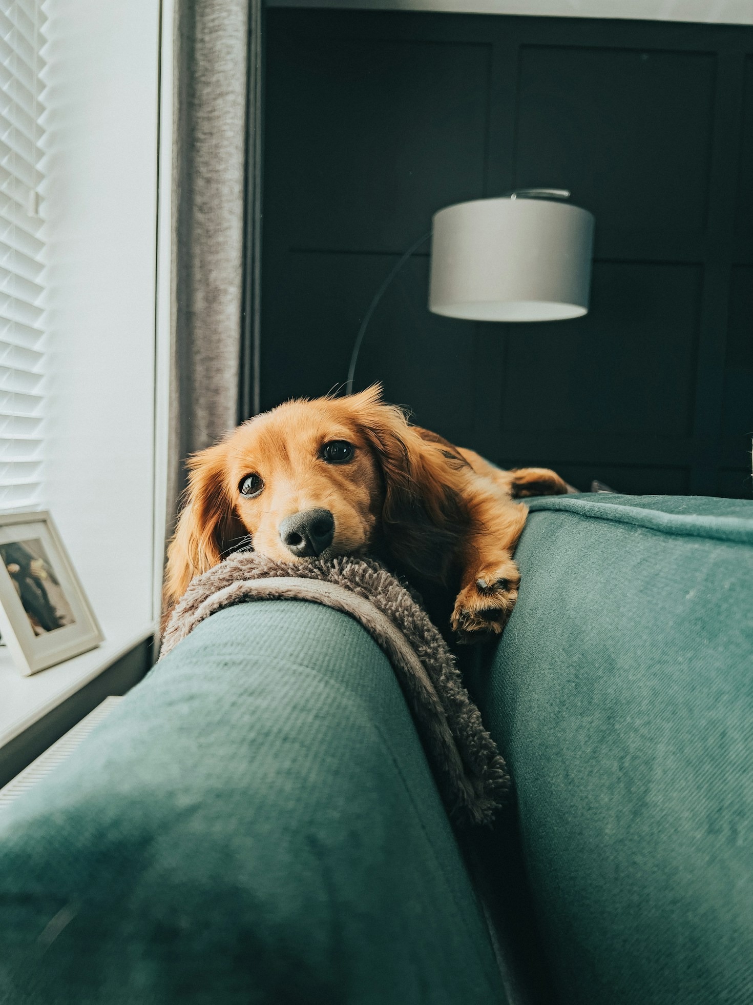 Miniature Versus Standard Dachshunds: Which Fits Your Lifestyle?