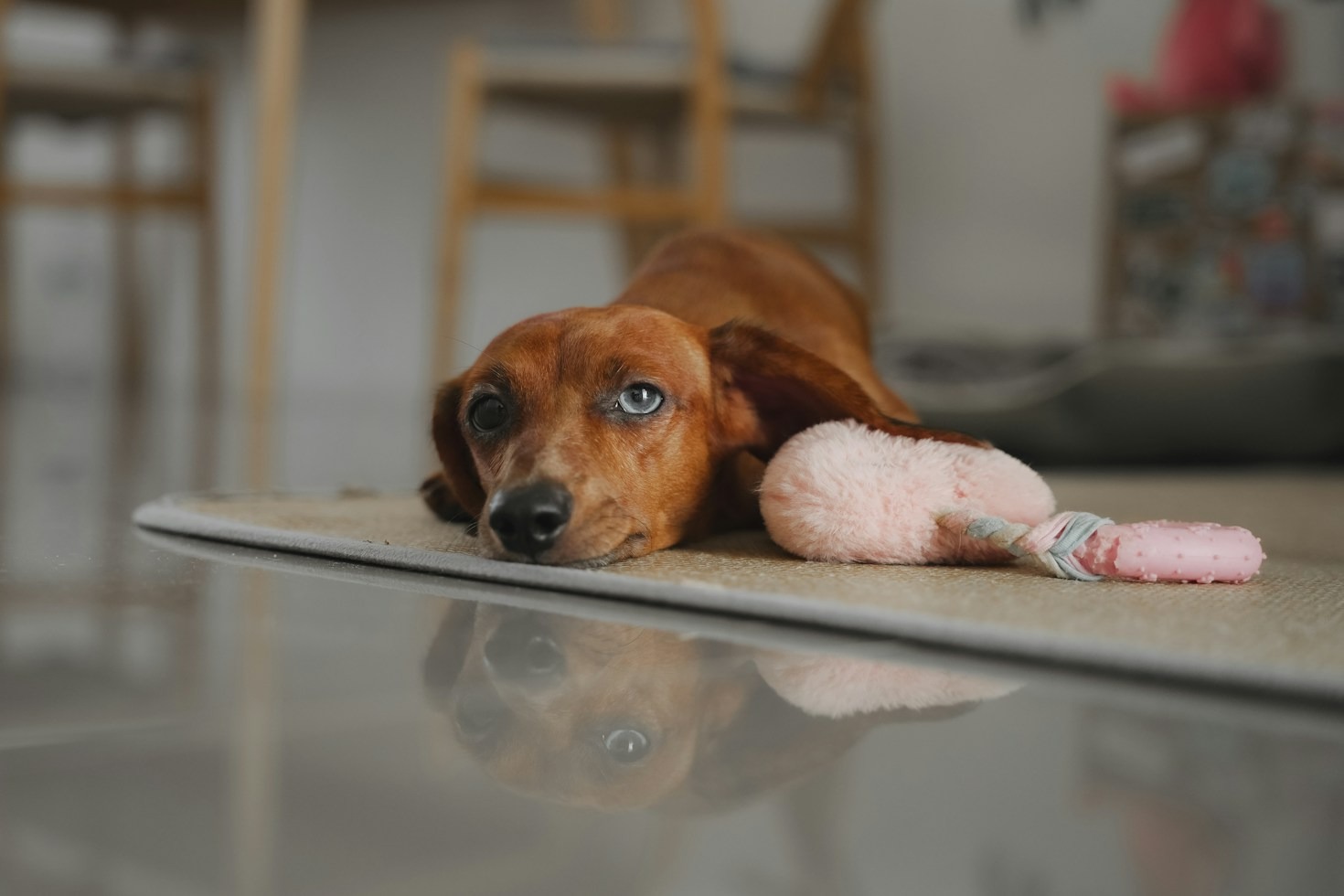 How To Puppy-Proof Your Living Space For A Curious Dachshund