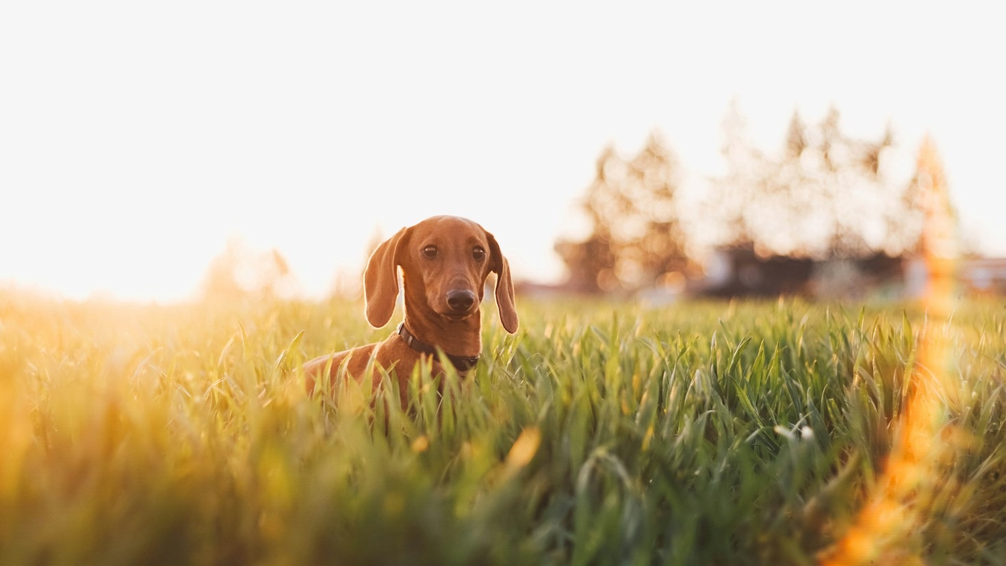 Top Nutrition And Exercise Tips For Growing Dachshund Pups