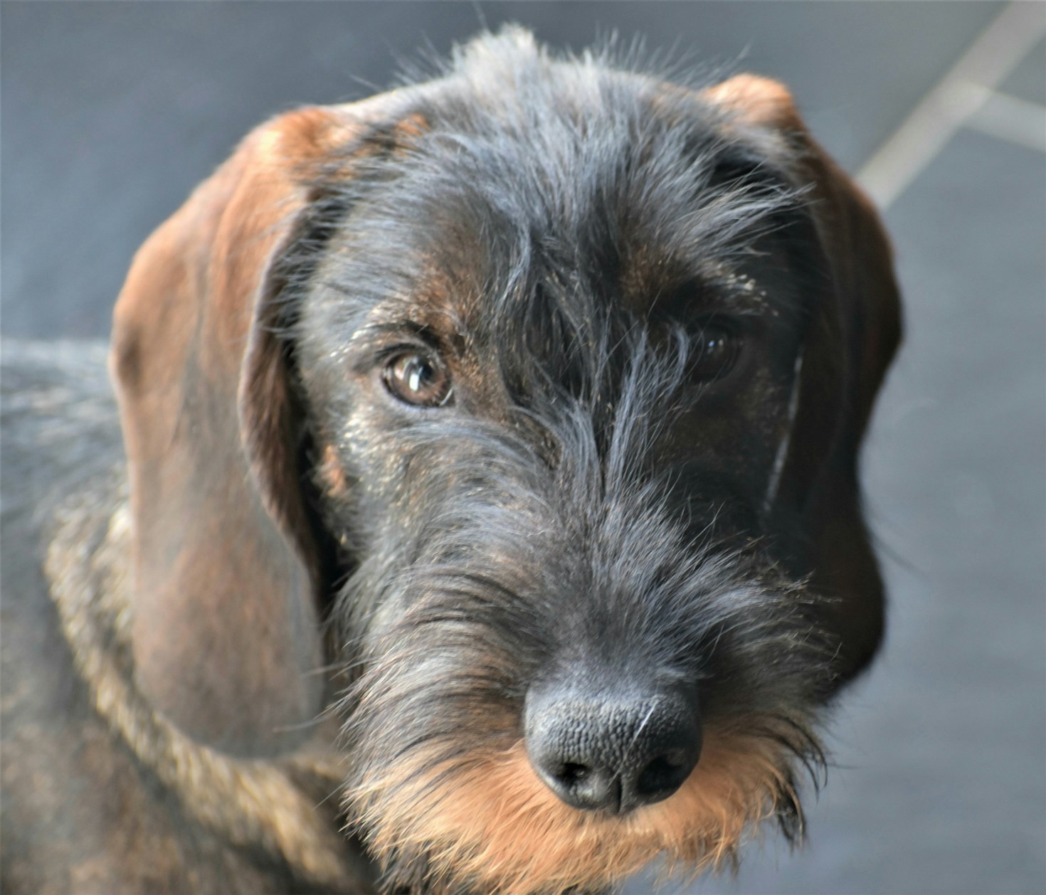What To Expect During The Online Puppy Adoption Process